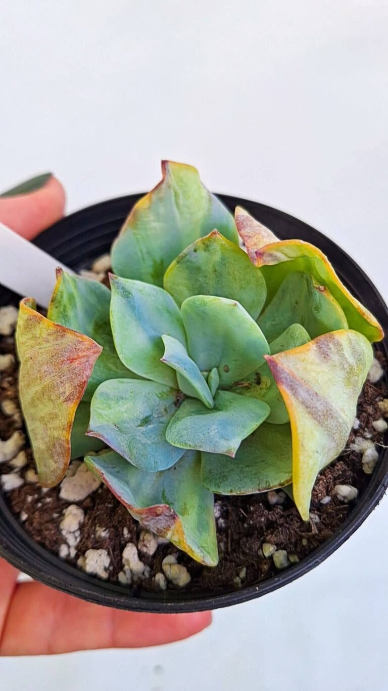 Echeveria hakuhou Variegata korean