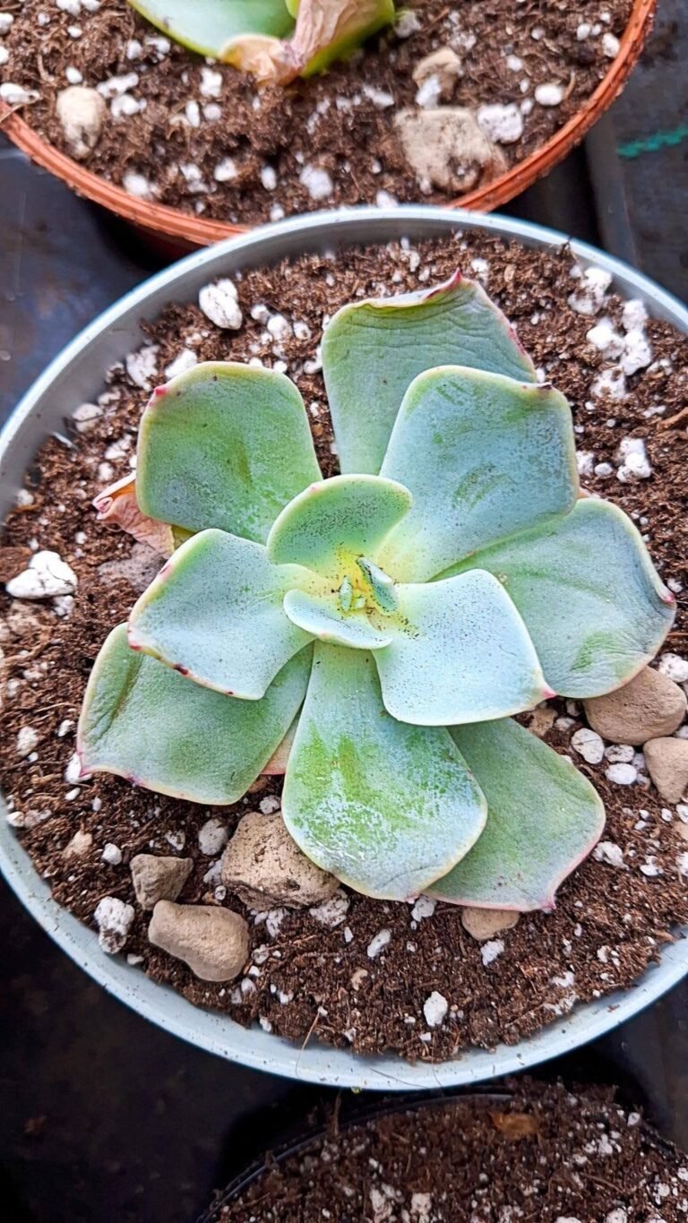 Siracactus-succulente-Echeveria-hakuhou-x-stroctiflora.jpg