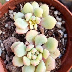 Echeveria ive Variegata korean