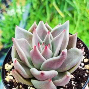 Echeveria Jawa