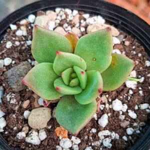 Echeveria laui x ebony