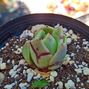 Echeveria lauii x romeo
