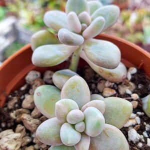 Echeveria lilacina x amethyst