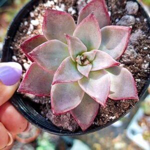Echeveria miya korean