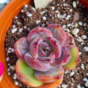 Echeveria nia korean