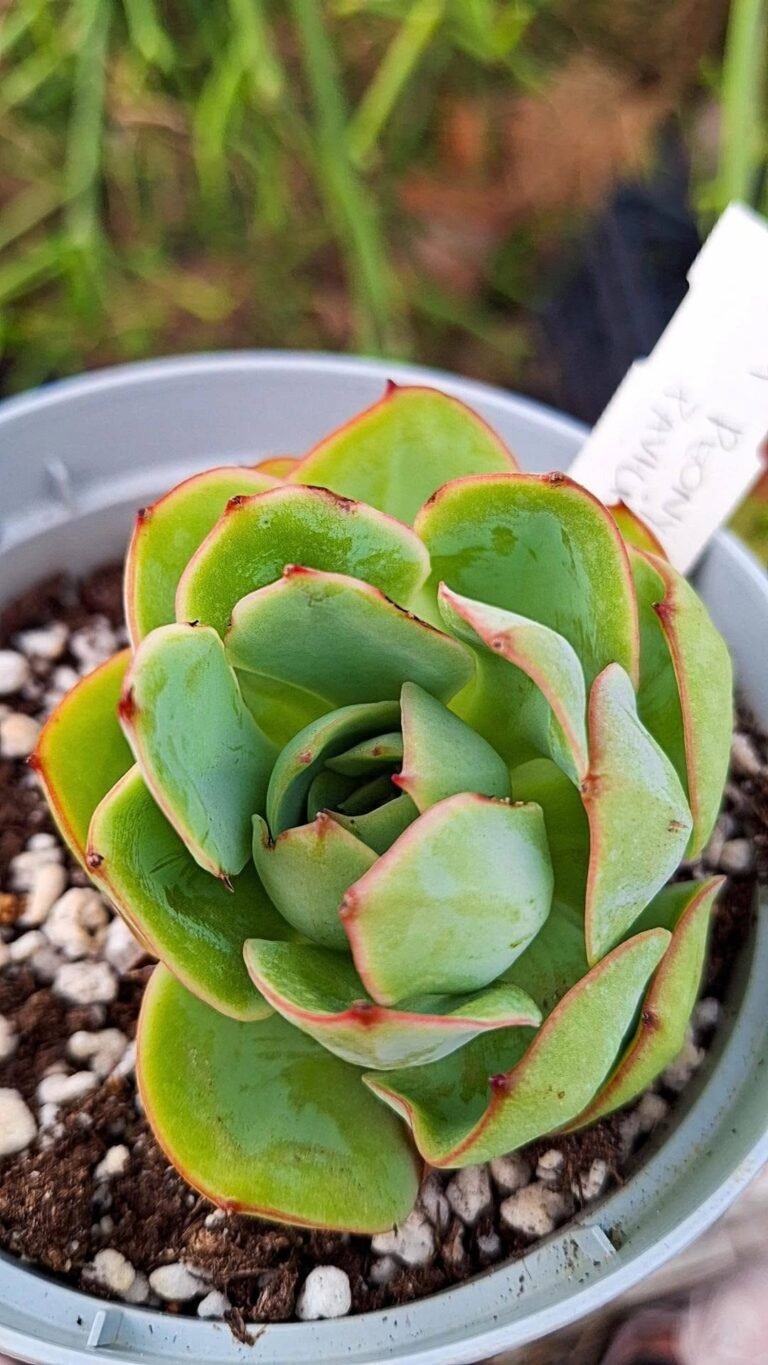 Echeveria peony pavillion korean