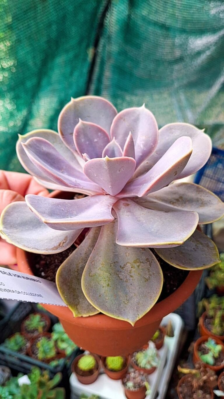 Echeveria Perla di Norimberga