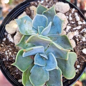 Echeveria Petit reine