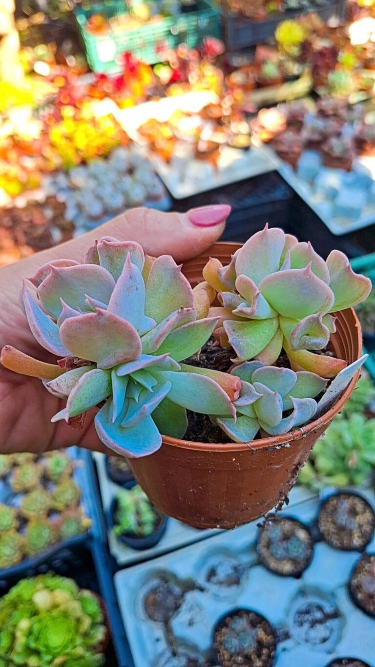 Echeveria “pig nose”