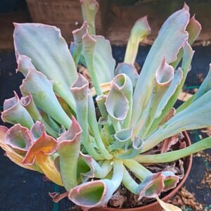 Echeveria pinky trumpet