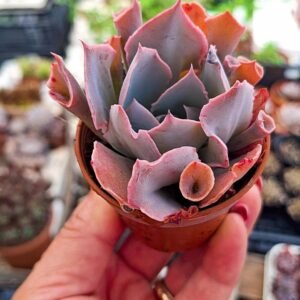 Echeveria Trumpet Pinky Korean