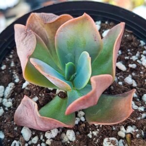 Echeveria primadonna x rzedowskii
