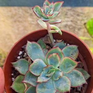 Echeveria Pulidonis