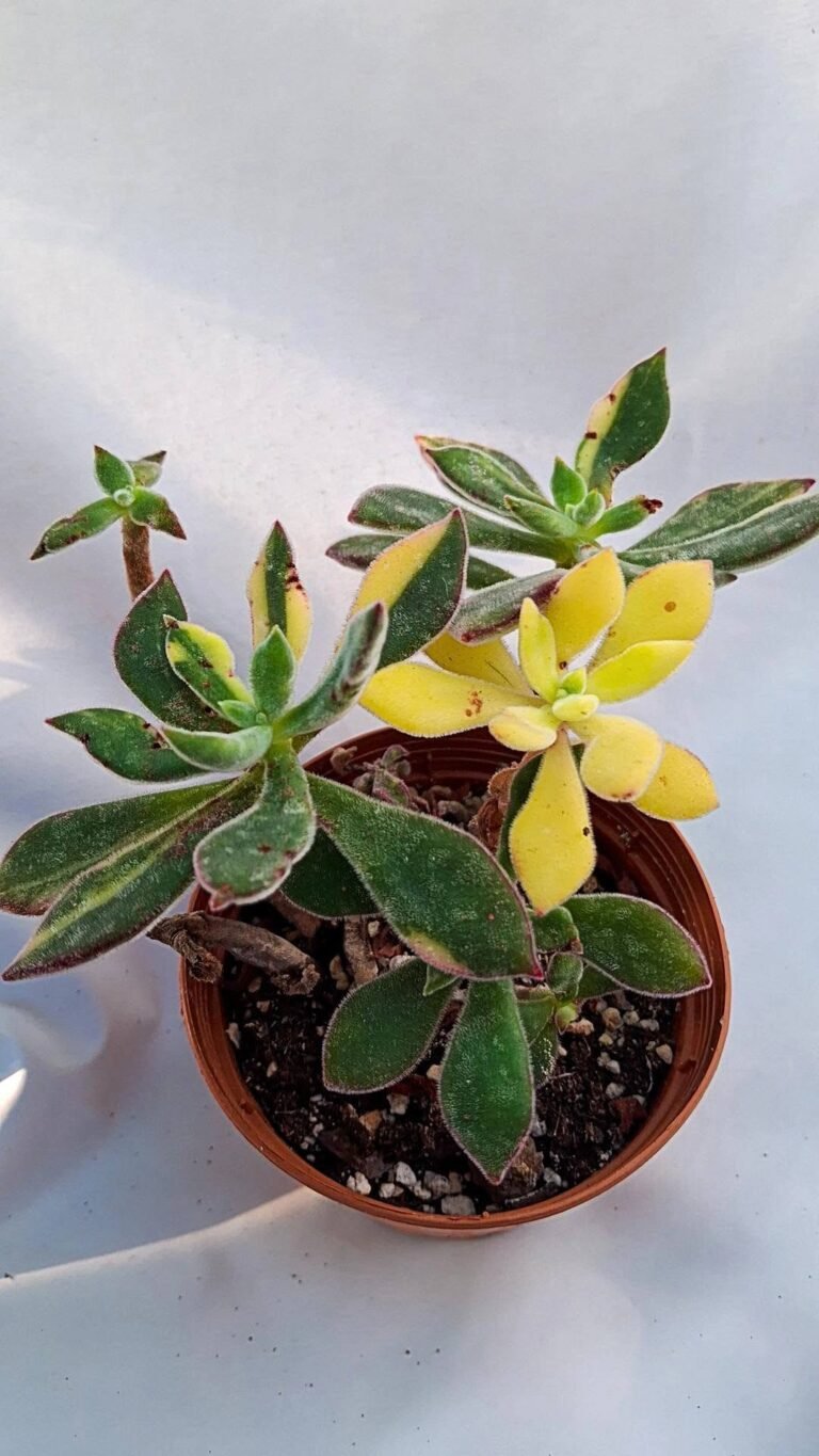 Echeveria pulvinata Oliver Variegata korean