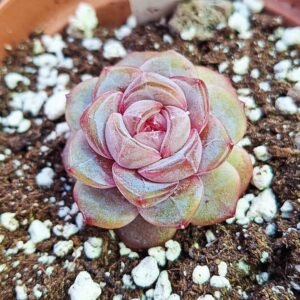 Echeveria purple dance korean