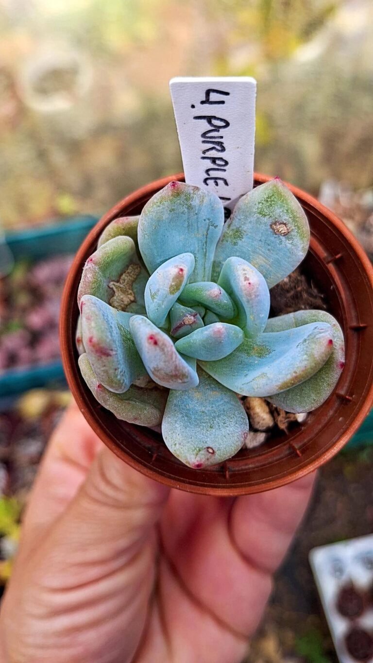 Echeveria purple look korean
