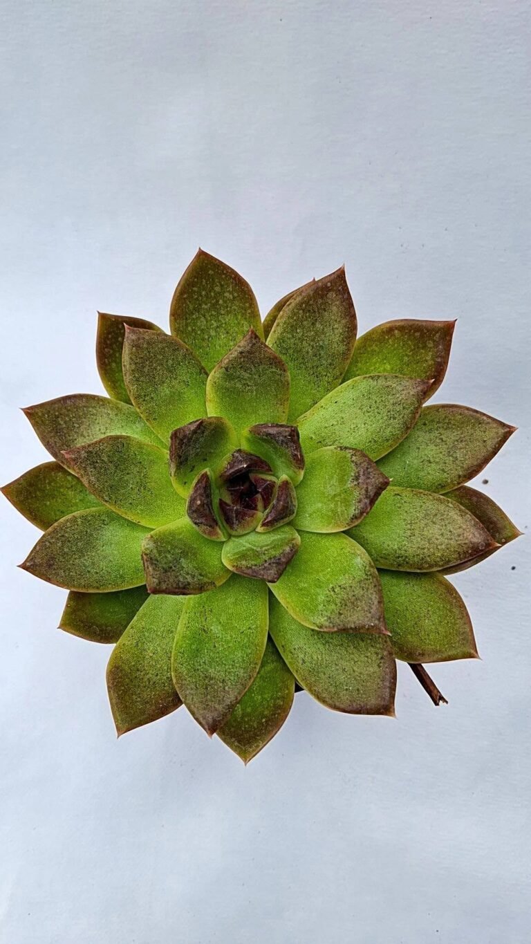 Echeveria Pushke korean