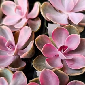 Echeveria rainbow perla di Norimberga variegata