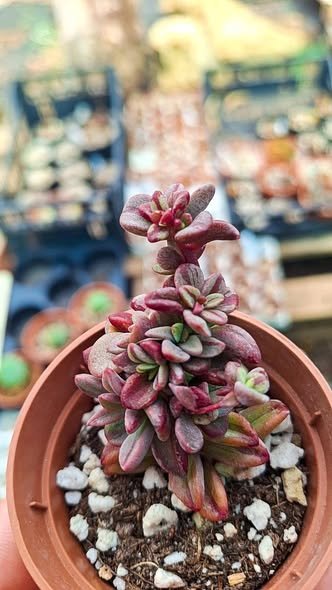 Echeveria rezry Variegata korean