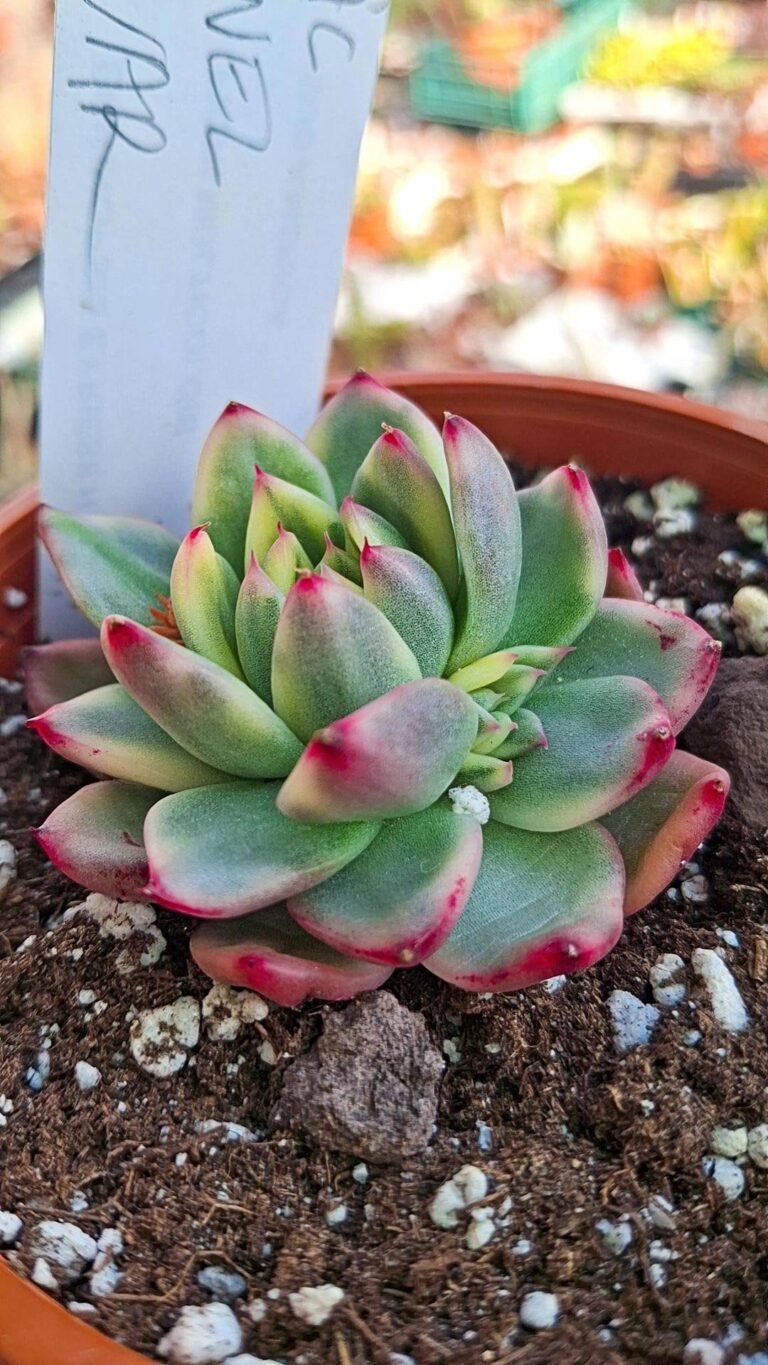 Siracactus-succulente-Echeveria-royal-Chanel-variegata-korean.jpg