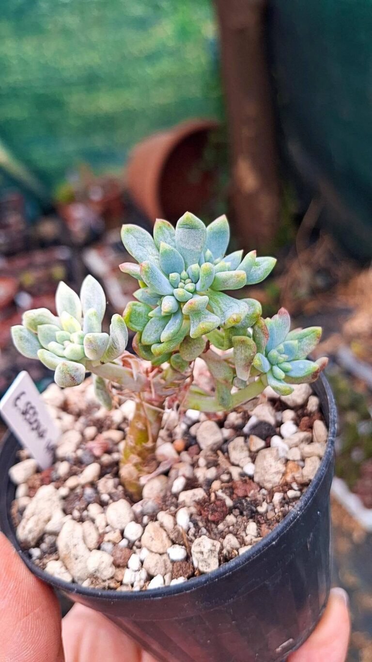 Echeveria sedona variegata korean