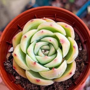 Echeveria Silhouette