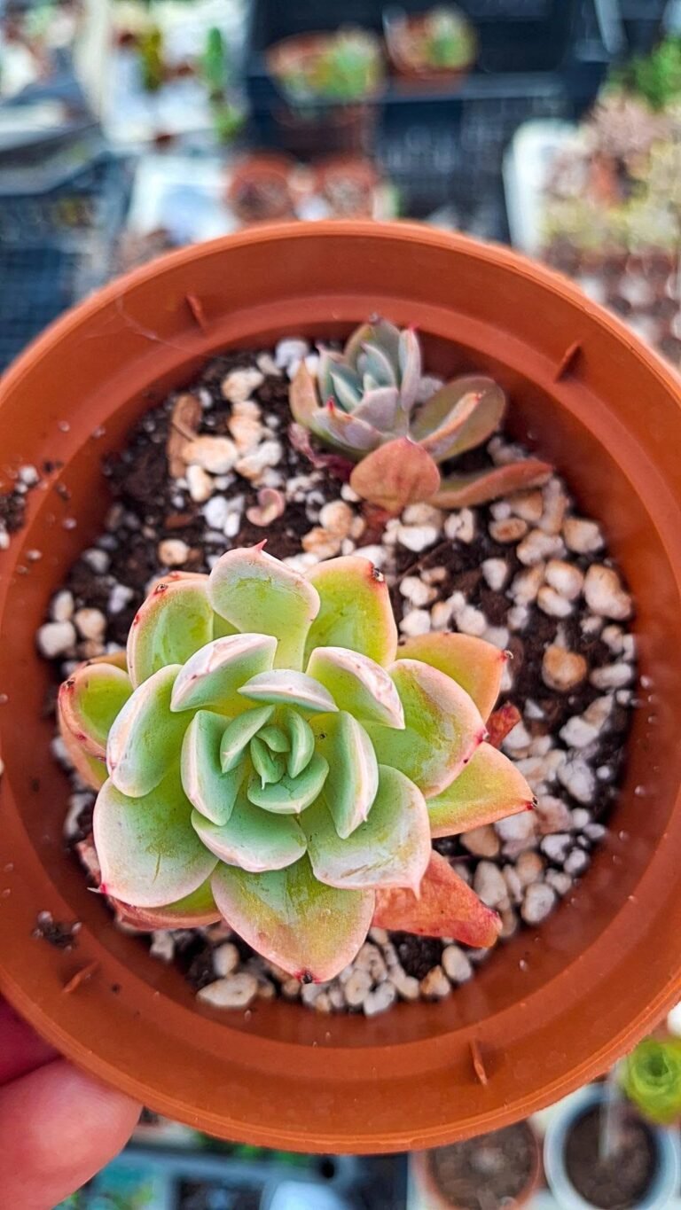 Echeveria silk rose korean