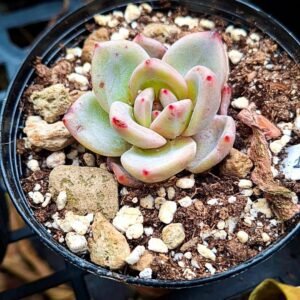 Echeveria smallot korean
