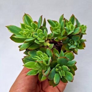 Echeveria sp accestita
