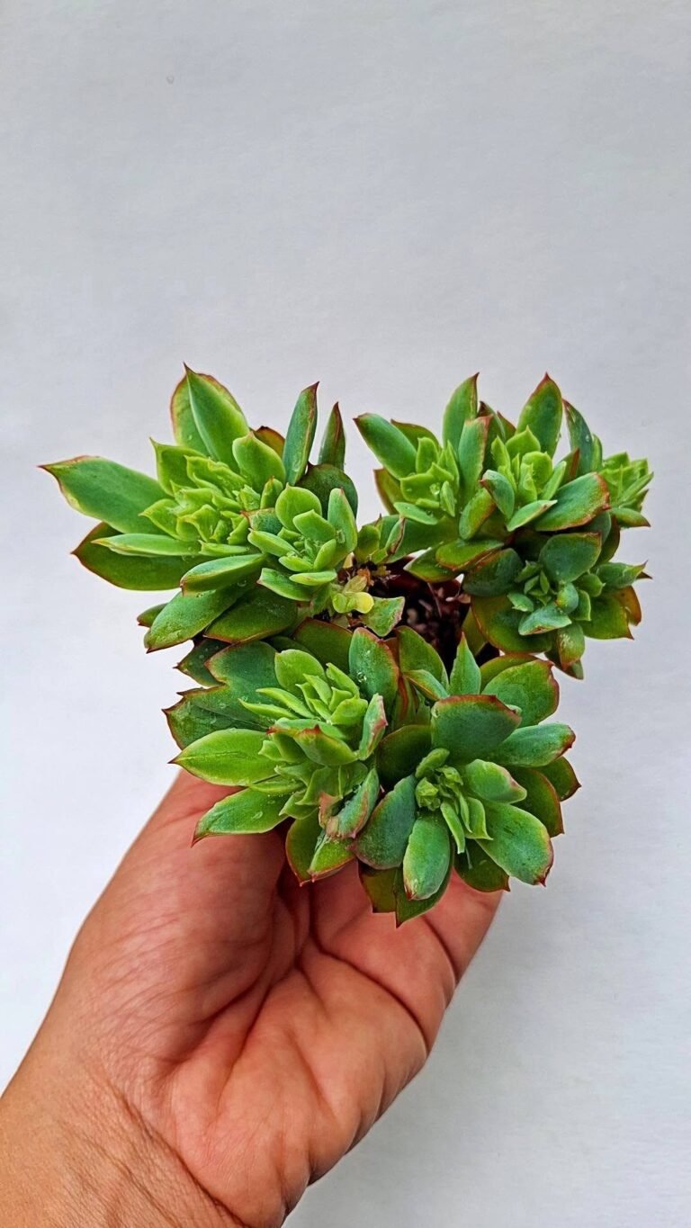 Echeveria sp accestita
