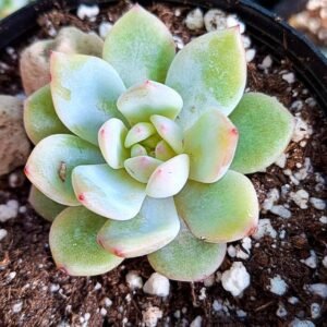 Echeveria star orange