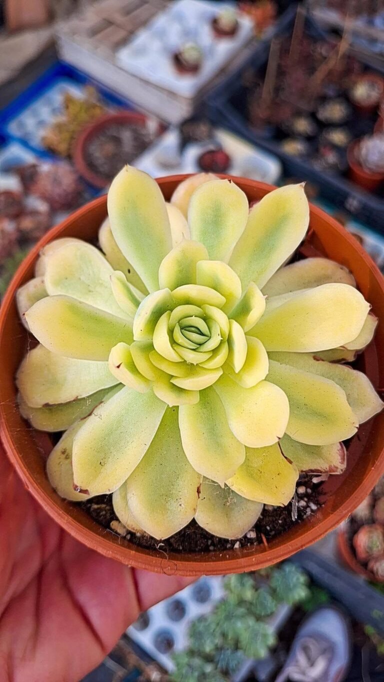 Echeveria strawberry ice Variegata korean