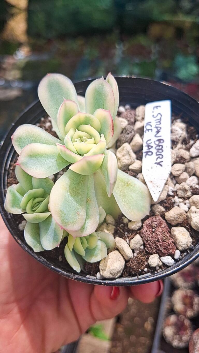 Echeveria strawberry ice Variegata prolifera korean