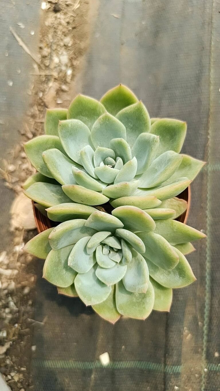 Echeveria sureyon korean