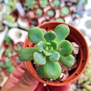 Echeveria tango