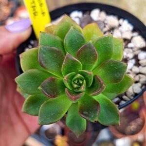 Echeveria telstar