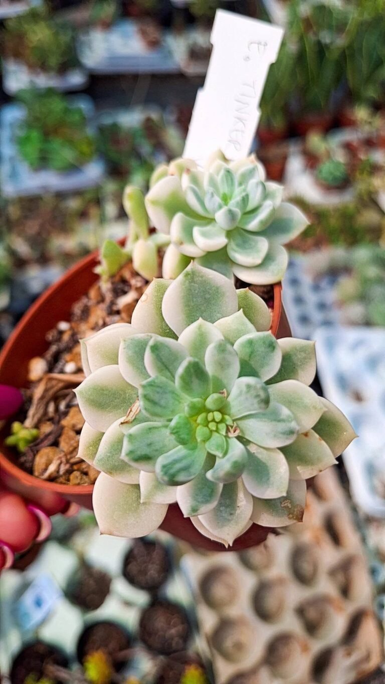 Echeveria Tinkerbell Variegata