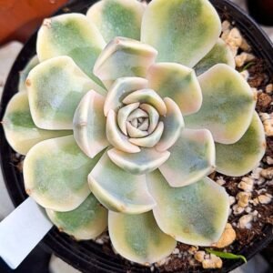 Echeveria tiny burger Variegata korean