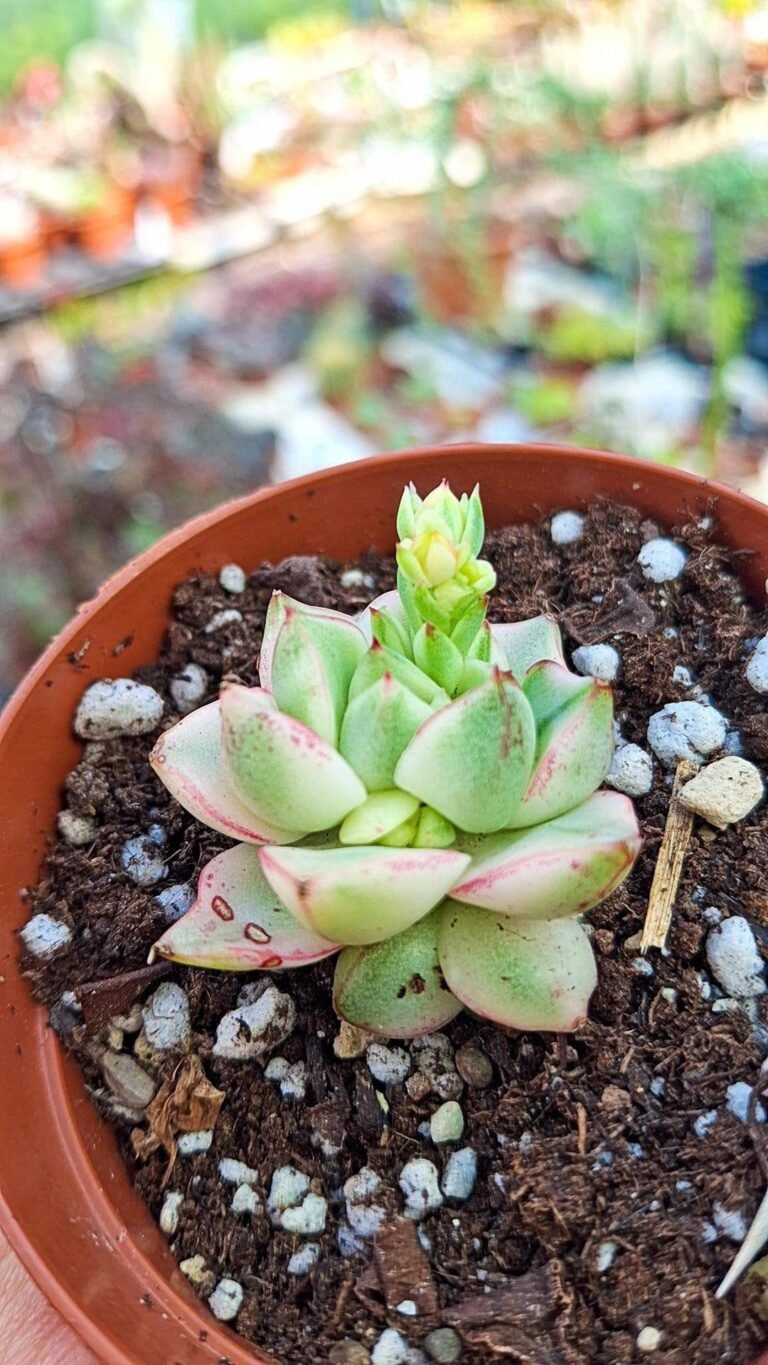 Siracactus-succulente-Echeveria-turgida-variegata-korean.jpg
