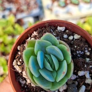 Echeveria twinberry