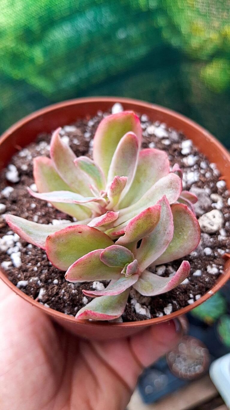 Echeveria wedding dress Variegata korean