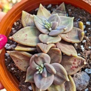 Echeveria xichuensis korean