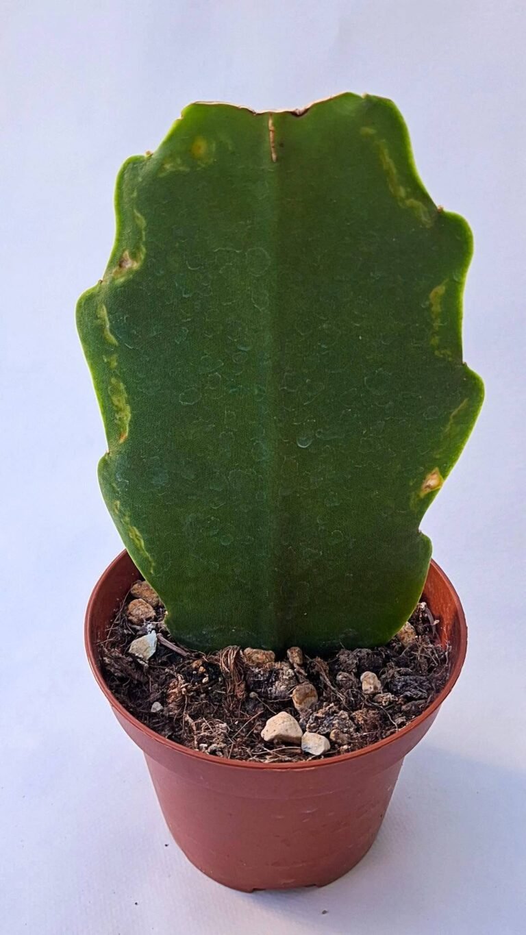 Epiphyllum hybrid Elfenbein