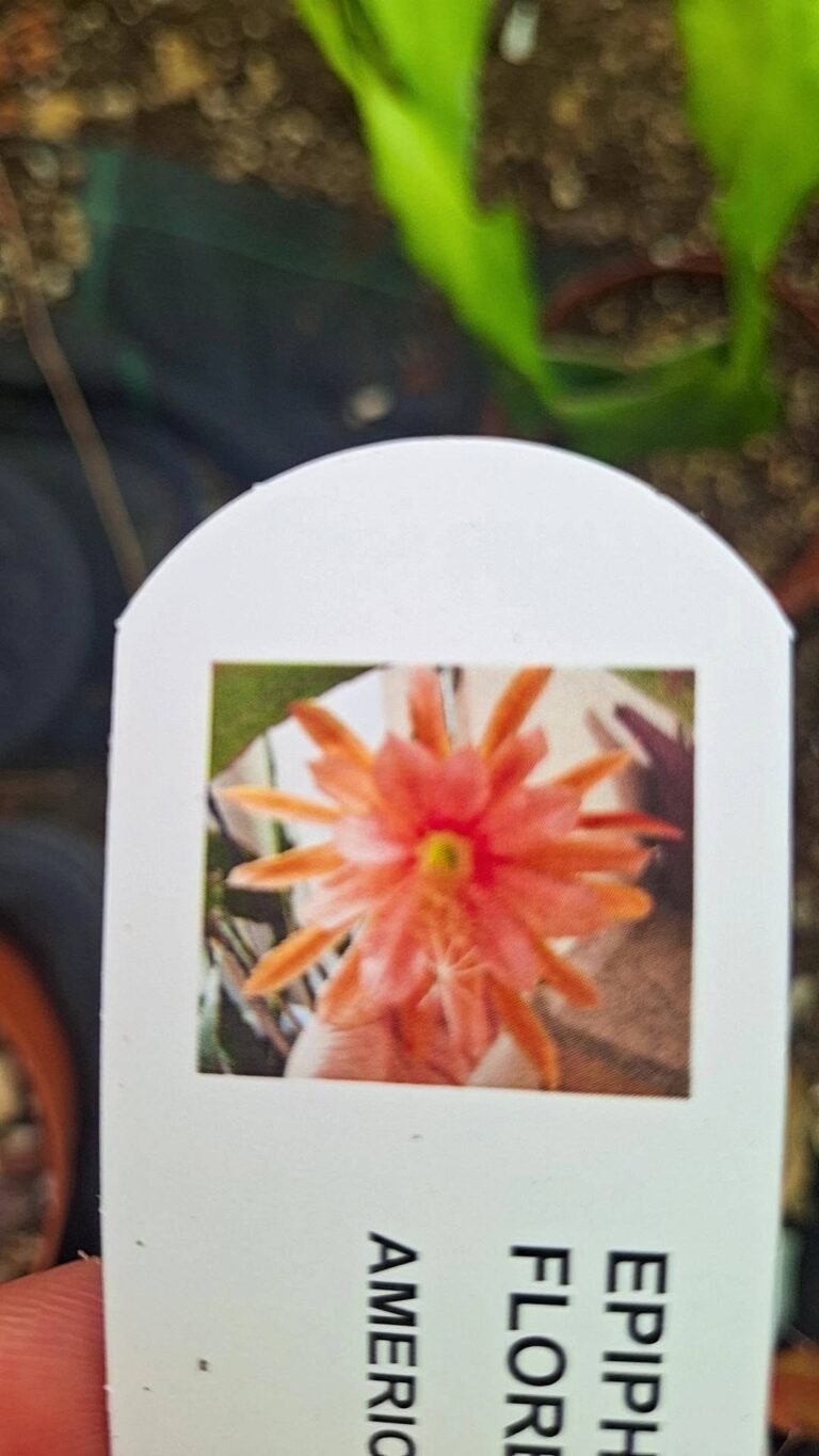 Epiphyllum hybrid Fiesta de flores