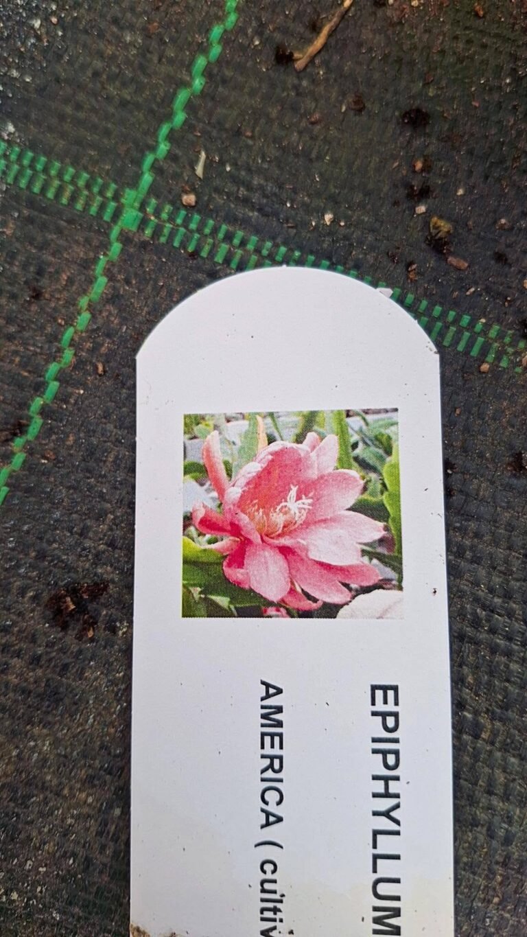 Epiphyllum hybrid Jungfrau