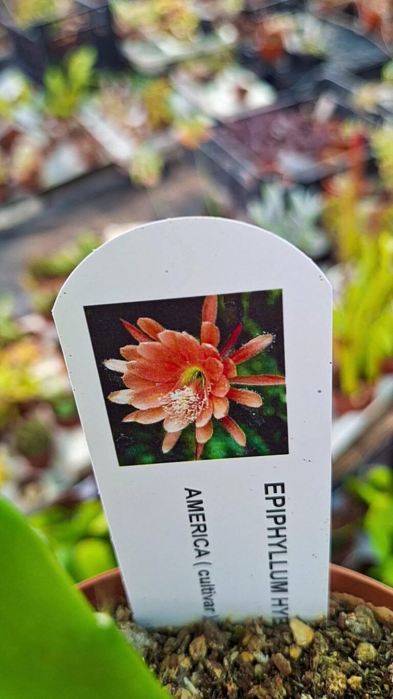 Epiphyllum hybrid King midas