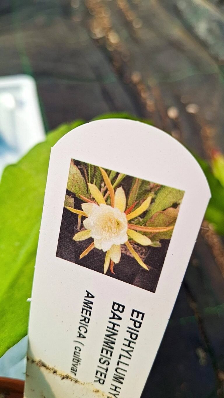 Epiphyllum hybrid andenken am bahnmeister