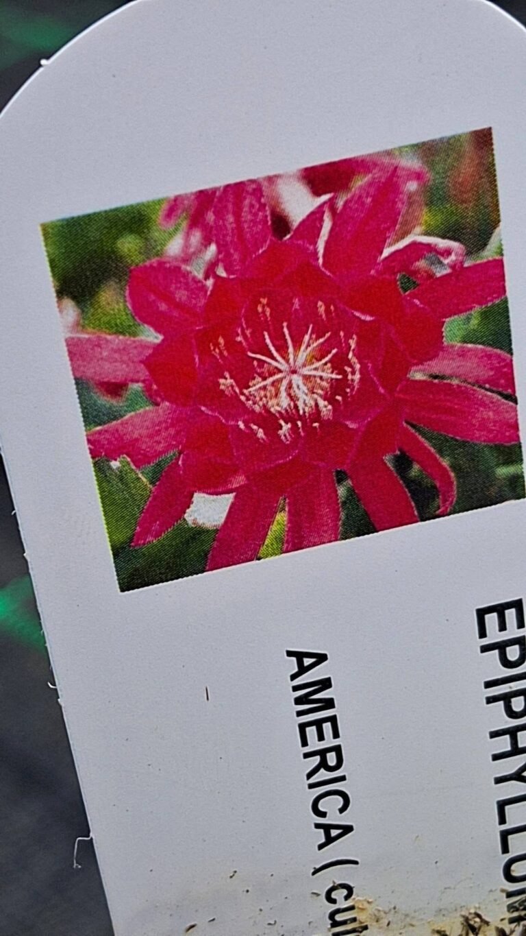 Epiphyllum hybrid dracula