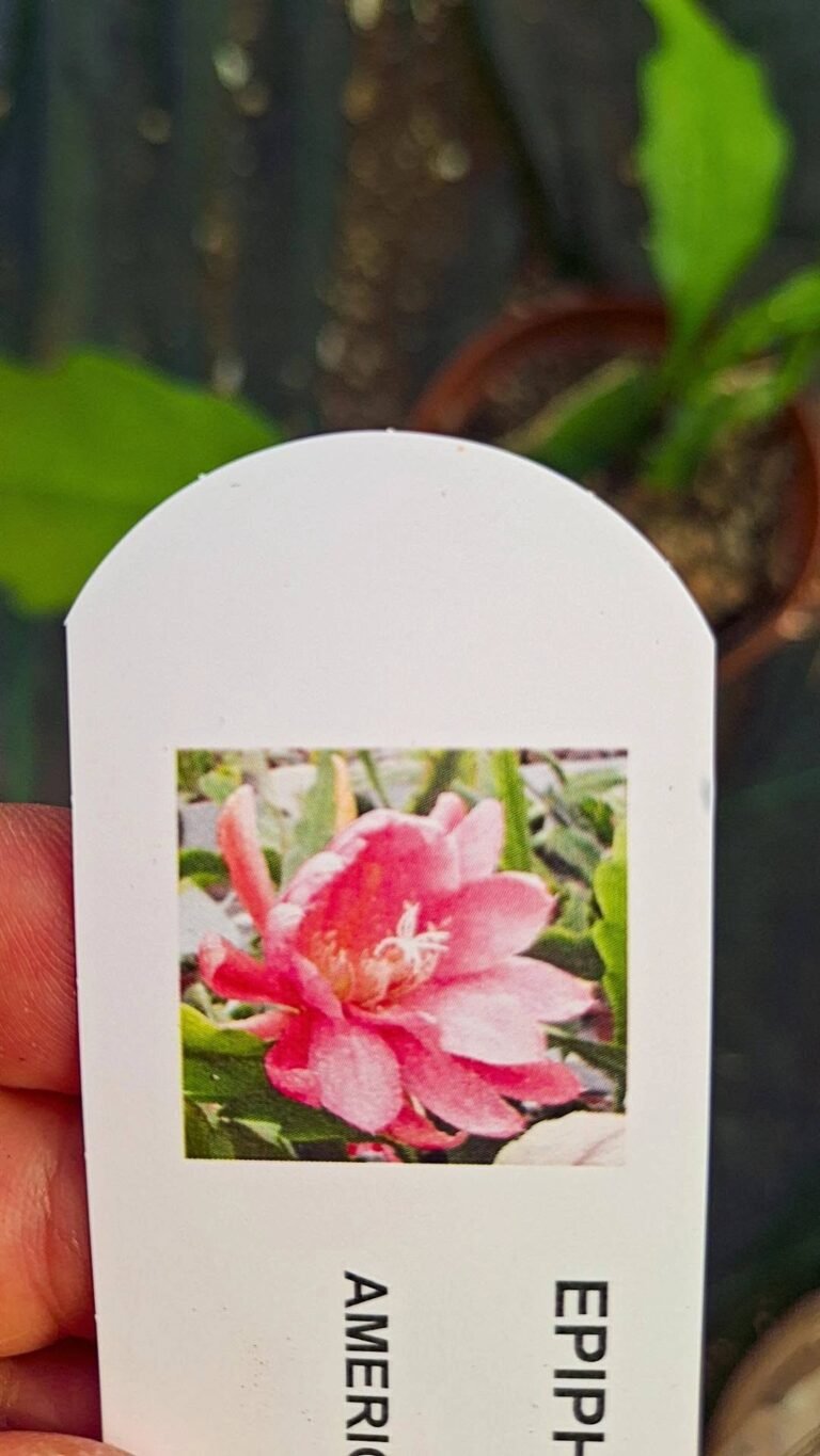 Epiphyllum hybrid jungfrau
