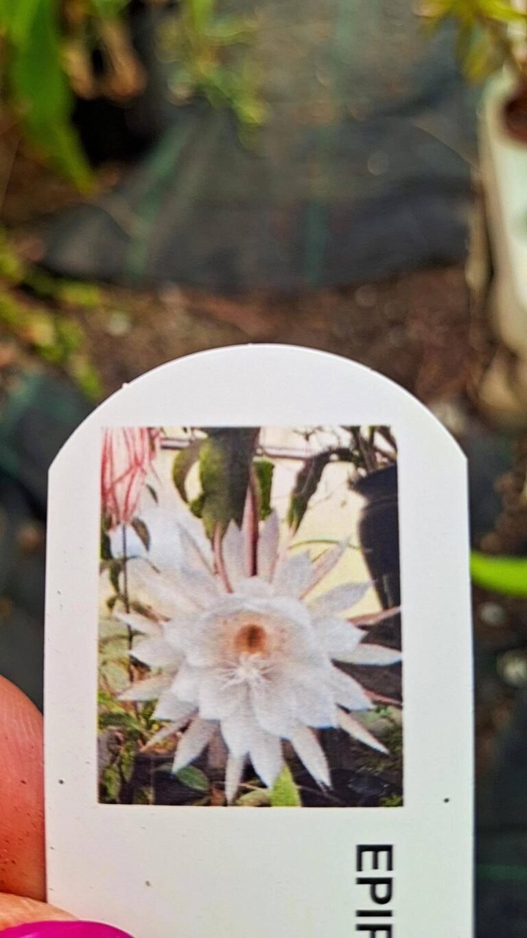 Epiphyllum hybrid oxypetalum